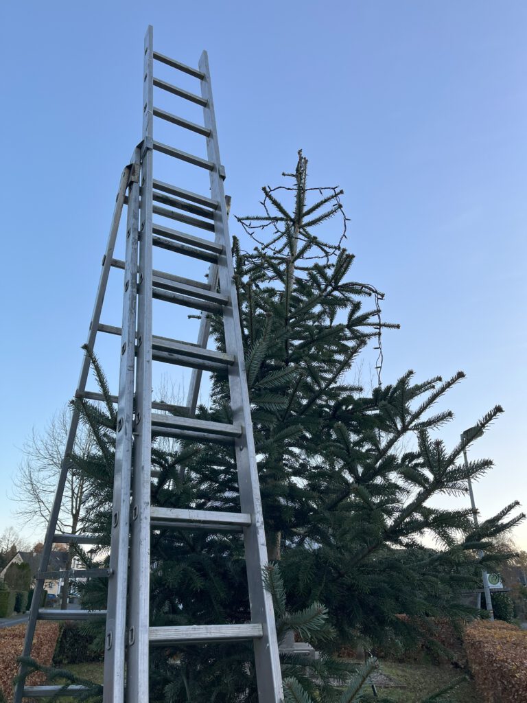 Eine Leiter ist an einen Nadelbaum gelehnt.